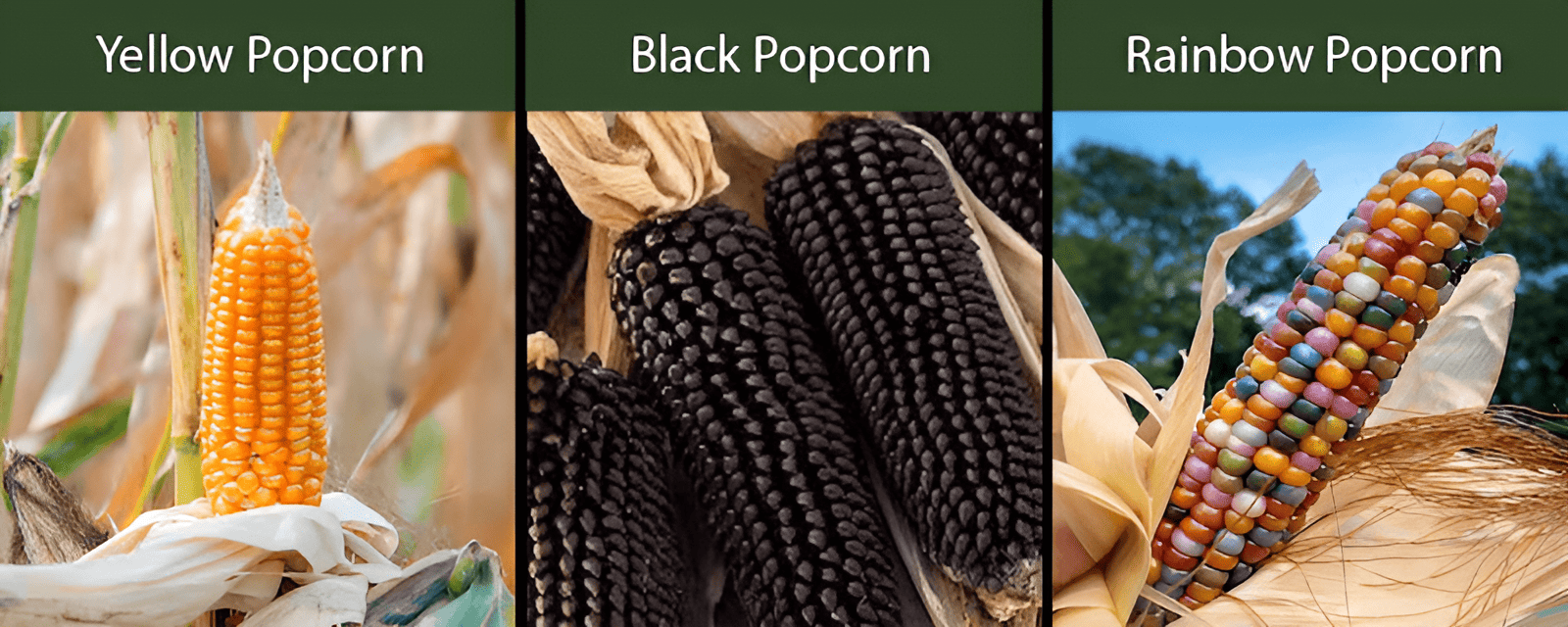 yellow popcorn black popcorn rainbow popcorn varieties